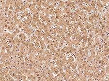 PSMA4 Antibody - Immunochemical staining of human PSMA4 in human kidney with rabbit polyclonal antibody at 1:500 dilution, formalin-fixed paraffin embedded sections.