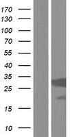 PSMA5 Protein - Western validation with an anti-DDK antibody * L: Control HEK293 lysate R: Over-expression lysate