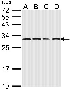 PSMA6 Antibody - Sample (30 ug of whole cell lysate). A:293T, B: A431 , C: H1299, D: Hela. 12% SDS PAGE. PSMA6 antibody diluted at 1:1000.