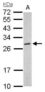 PSMA6 Antibody - Proteasome 20S alpha 6 antibody detects PSMA6 protein by Western blot analysis. A. 50 ug mouse liver lysate/extract. 12 % SDS-PAGE. Proteasome 20S alpha 6 antibody dilution:1:1000