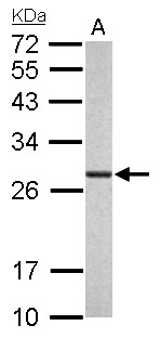PSMA6 Antibody - Proteasome 20S alpha 6 antibody detects PSMA6 protein by Western blot analysis. A. 50 ug rat liver lysate/extract. 12 % SDS-PAGE. Proteasome 20S alpha 6 antibody dilution:1:1000