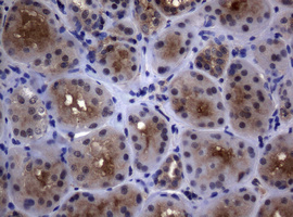 PSMA6 Antibody - IHC of paraffin-embedded Human Kidney tissue using anti-PSMA6 mouse monoclonal antibody.