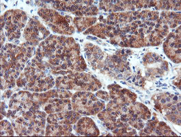 PSMA6 Antibody - IHC of paraffin-embedded Human pancreas tissue using anti-PSMA6 mouse monoclonal antibody.