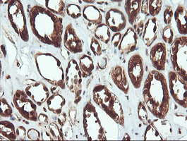 PSMA6 Antibody - IHC of paraffin-embedded Human Kidney tissue using anti-PSMA6 mouse monoclonal antibody.