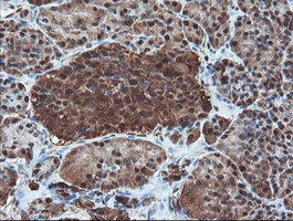 PSMA6 Antibody - IHC of paraffin-embedded Human pancreas tissue using anti-PSMA6 mouse monoclonal antibody.