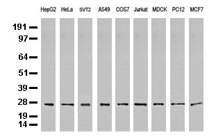 PSMA6 Antibody - Western blot analysis of extracts. (35ug) from 9 different cell lines by using anti-PSMA6 monoclonal antibody. (Clone UMAB102).