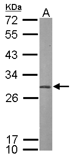 PSMA7 Antibody - Sample (50 ug of whole cell lysate). A: mouse brain. 12% SDS PAGE. HSPC / PSMA7 antibody diluted at 1:1000.