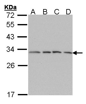 PSMA7 Antibody - Sample (30 ug of whole cell lysate). A: A431 , B: H1299, C: Hela, D: Hep G2 . 12% SDS PAGE. HSPC / PSMA7 antibody diluted at 1:1000.