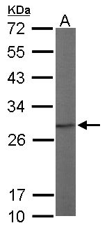 PSMA7 Antibody - Sample (50 ug of whole cell lysate). A: Mouse brain. 12% SDS PAGE. HSPC / PSMA7 antibody diluted at 1:1000.