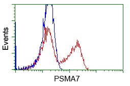 PSMA7 Antibody - HEK293T cells transfected with either pCMV6-ENTRY PSMA7 (Red) or empty vector control plasmid (Blue) were immunostained with anti-PSMA7 mouse monoclonal(Dilution 1:1,000), and then analyzed by flow cytometry.