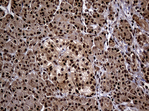 PSMA7 Antibody - Immunohistochemical staining of paraffin-embedded Human pancreas tissue within the normal limits using anti-PSMA7 mouse monoclonal antibody. (Heat-induced epitope retrieval by 1mM EDTA in 10mM Tris buffer. (pH8.5) at 120°C for 3 min. (1:2000)