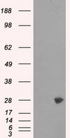 PSMA7 Antibody - HEK293T cells were transfected with the pCMV6-ENTRY control (Left lane) or pCMV6-ENTRY PSMA7 (Right lane) cDNA for 48 hrs and lysed. Equivalent amounts of cell lysates (5 ug per lane) were separated by SDS-PAGE and immunoblotted with anti-PSMA7.