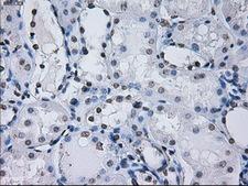 PSMA7 Antibody - IHC of paraffin-embedded Kidney tissue using anti-PSMA7 mouse monoclonal antibody. (Dilution 1:50).