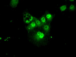 PSMA7 Antibody - Anti-PSMA7 mouse monoclonal antibody  immunofluorescent staining of COS7 cells transiently transfected by pCMV6-ENTRY PSMA7.