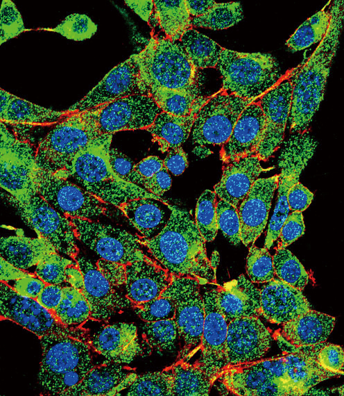 PSMB1 Antibody - Confocal immunofluorescence of PSMB1 Antibody with HepG2 cell followed by Alexa Fluor 488-conjugated goat anti-rabbit lgG (green). Actin filaments have been labeled with Alexa Fluor 555 phalloidin (red). DAPI was used to stain the cell nuclear (blue).