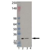PSMB6 Antibody - Western blot of Proteasome 20S beta 1 subunit monoclonal antibody (MCP421): Lane 1: MW marker, Lane 2: HeLa, Lane 3: HeLa S100 fraction, Lane 4: 3T3.