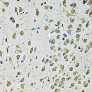 PSMB1 Antibody - Immunohistochemistry of paraffin-embedded mouse brain using PSMB1 antibodyat dilution of 1:100 (40x lens).