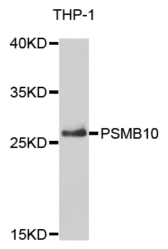 PSMB10 Antibody - Western blot analysis of extracts of THP-1 cells.