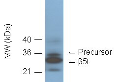 PSMB11 / BETA5T Antibody - Western blot showing detection of 20S proteasome subunit beta 5t in C57/BL6 mouse thymus lysate by BML-PW1020 at 1:1000 dilution.