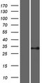 PSMB11 / BETA5T Protein - Western validation with an anti-DDK antibody * L: Control HEK293 lysate R: Over-expression lysate