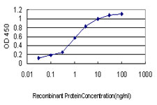 PSMB2 Antibody - Detection limit for recombinant GST tagged PSMB2 is approximately 0.03 ng/ml as a capture antibody.