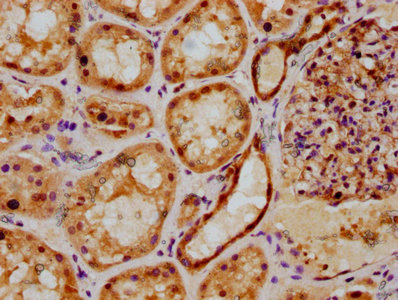 PSMB2 Antibody - IHC image of PSMB2 Antibody diluted at 1:500 and staining in paraffin-embedded human kidney tissue performed on a Leica BondTM system. After dewaxing and hydration, antigen retrieval was mediated by high pressure in a citrate buffer (pH 6.0). Section was blocked with 10% normal goat serum 30min at RT. Then primary antibody (1% BSA) was incubated at 4°C overnight. The primary is detected by a biotinylated secondary antibody and visualized using an HRP conjugated SP system.