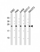 PSMB3 Antibody - All lanes: Anti-PSMB3 Antibody (Center) at 1:2000 dilution. Lane 1: K562 whole cell lysates. Lane 2: HeLa whole cell lysates. Lane 3: Jurkat whole cell lysates. Lane 4: 293T/17 whole cell lysates. Lane 5: NIH/3T3 whole cell lysates Lysates/proteins at 20 ug per lane. Secondary Goat Anti-Rabbit IgG, (H+L), Peroxidase conjugated at 1:10000 dilution. Predicted band size: 23 kDa. Blocking/Dilution buffer: 5% NFDM/TBST.
