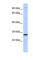 PSMB4 Antibody - PSMB4 antibody Western blot of HepG2 cell lysate. This image was taken for the unconjugated form of this product. Other forms have not been tested.