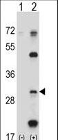 PSMB5 Antibody - Western blot of PSMB5 (arrow) using rabbit polyclonal PSMB5 Antibody. 293 cell lysates (2 ug/lane) either nontransfected (Lane 1) or transiently transfected (Lane 2) with the PSMB5 gene.