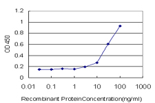 PSMB6 Antibody - Detection limit for recombinant GST tagged PSMB6 is approximately 3 ng/ml as a capture antibody.