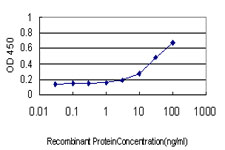 PSMB6 Antibody - Detection limit for recombinant GST tagged PSMB6 is approximately 0.3 ng/ml as a capture antibody.