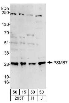 PSMB7 Antibody - Detection of Human PSMB7 by Western Blot. Samples: Whole cell lysate from 293T (15 and 50 ug), HeLa (H; 50 ug), and Jurkat (J; 50 ug) cells. Antibodies: Affinity purified rabbit anti-PSMB7 antibody used for WB at 0.1 ug/ml. Detection: Chemiluminescence with an exposure time of 3 minutes.