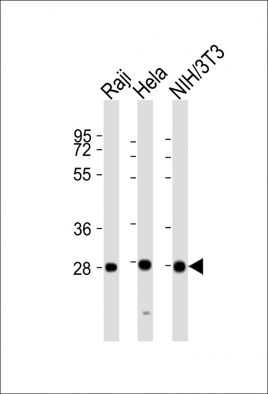 PSMB7 Antibody - All lanes: Anti-PSMB7 Antibody (Center) at 1:2000 dilution. Lane 1: Raji whole cell lysates. Lane 2: HeLa whole cell lysates. Lane 3: NIH/3T3 whole cell lysates Lysates/proteins at 20 ug per lane. Secondary Goat Anti-Rabbit IgG, (H+L), Peroxidase conjugated at 1:10000 dilution. Predicted band size: 30 kDa. Blocking/Dilution buffer: 5% NFDM/TBST.