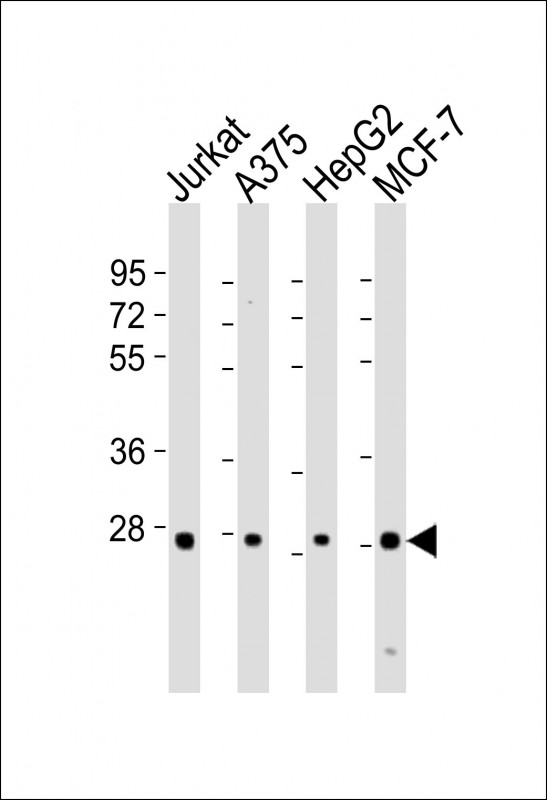 PSMB7 Antibody - All lanes: Anti-PSMB7 Antibody (Center) at 1:8000 dilution. Lane 1: Jurkat whole cell lysates. Lane 2: A375 whole cell lysates. Lane 3: HepG2 whole cell lysates. Lane 4: MCF-7 whole cell lysates Lysates/proteins at 20 ug per lane. Secondary Goat Anti-Rabbit IgG, (H+L), Peroxidase conjugated at 1:10000 dilution. Predicted band size: 30 kDa. Blocking/Dilution buffer: 5% NFDM/TBST.