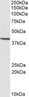 PSMB7 Antibody - PSMB7 antibody (0.3 ug/ml) staining of HEK293 lysate (35 ug protein/ml in RIPA buffer). Primary incubation was 1 hour. Detected by chemiluminescence.