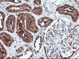 PSMB7 Antibody - IHC of paraffin-embedded Human Kidney tissue using anti-PSMB7 mouse monoclonal antibody. (Heat-induced epitope retrieval by 10mM citric buffer, pH6.0, 100C for 10min).