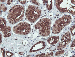 PSMB7 Antibody - IHC of paraffin-embedded Human Kidney tissue using anti-PSMB7 mouse monoclonal antibody.