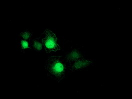 PSMB7 Antibody - Anti-PSMB7 mouse monoclonal antibody immunofluorescent staining of COS7 cells transiently transfected by pCMV6-ENTRY PSMB7.