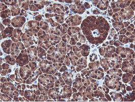 PSMB7 Antibody - IHC of paraffin-embedded Human pancreas tissue using anti-PSMB7 mouse monoclonal antibody.