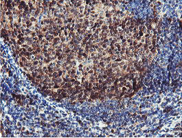 PSMB7 Antibody - IHC of paraffin-embedded Human tonsil using anti-PSMB7 mouse monoclonal antibody.