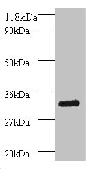 PSMB7 Antibody - Western blot All lanes: Proteasome subunit beta type-7 antibody at 2µg/ml + 293T whole cell lysate Secondary Goat polyclonal to rabbit IgG at 1/15000 dilution Predicted band size: 30, 16 kDa Observed band size: 30 kDa