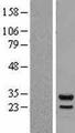 PSMB7 Protein - Western validation with an anti-DDK antibody * L: Control HEK293 lysate R: Over-expression lysate