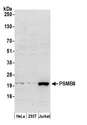 PSMB8 / LMP7 Antibody - Detection of human PSMB8 by western blot. Samples: Whole cell lysate (50 µg) from HeLa, HEK293T, and Jurkat cells prepared using NETN lysis buffer. Antibody: Affinity purified rabbit anti-PSMB8 antibody used for WB at 0.4 µg/ml. Detection: Chemiluminescence with an exposure time of 3 minutes.
