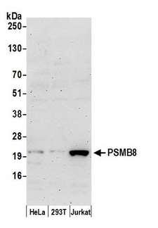 PSMB8 / LMP7 Antibody - Detection of human PSMB8 by western blot. Samples: Whole cell lysate (50 µg) from HeLa, HEK293T, and Jurkat cells prepared using NETN lysis buffer. Antibody: Affinity purified rabbit anti-PSMB8 antibody used for WB at 0.4 µg/ml. Detection: Chemiluminescence with an exposure time of 3 minutes.