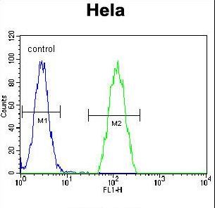 PSMB8 / LMP7 Antibody - PSMB8 Antibody flow cytometry of HeLa cells (right histogram) compared to a negative control cell (left histogram). FITC-conjugated goat-anti-rabbit secondary antibodies were used for the analysis.