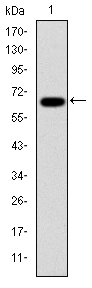 PSMB8 / LMP7 Antibody - Western blot using PSMB8 monoclonal antibody against human PSMB8 (AA: 1-272) recombinant protein. (Expected MW is 55.2 kDa)