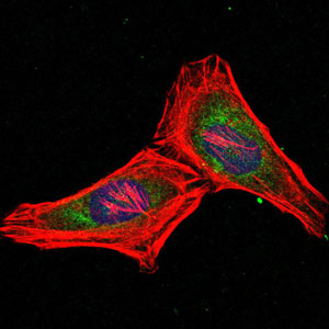 PSMB8 / LMP7 Antibody - Immunofluorescence of HeLa cells using PSMB8 mouse monoclonal antibody (green). Blue: DRAQ5 fluorescent DNA dye. Red: Actin filaments have been labeled with Alexa Fluor-555 phalloidin.