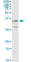 PSMB8 / LMP7 Antibody - Immunoprecipitation of PSMB8 transfected lysate using anti-PSMB8 monoclonal antibody and Protein A Magnetic Bead.
