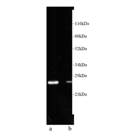PSMB8 / LMP7 Antibody - Luminograph of HeLa cell lysates with (a) and without (b) prior stimulation with gamma -interferon after SDS-PAGE followed by blotting onto PVDF and probing with antibody.
