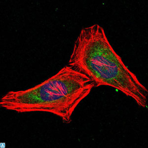 PSMB8 / LMP7 Antibody - Immunofluorescence (IF) analysis of HeLa cells using LMP7A Monoclonal Antibody (green). Blue: DRAQ5 fluorescent DNA dye. Red: Actin filaments have been labeled with Alexa Fluor-555 phalloidin.